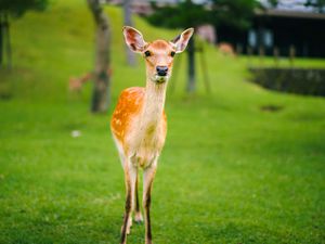 Preview wallpaper fawn, baby, lawn, grass, wildlife