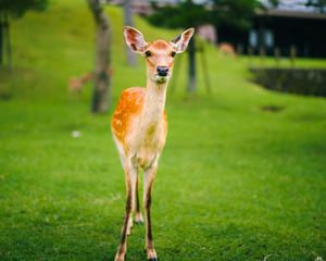Preview wallpaper fawn, baby, lawn, grass, wildlife