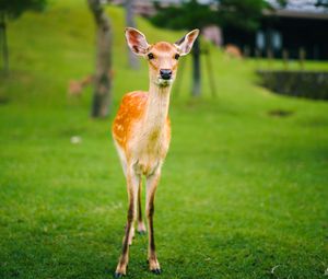 Preview wallpaper fawn, baby, lawn, grass, wildlife