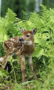 Preview wallpaper fawn, brindle, grass