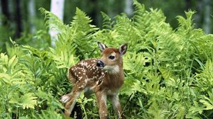 Preview wallpaper fawn, brindle, grass