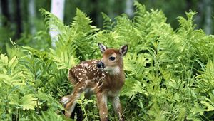 Preview wallpaper fawn, brindle, grass