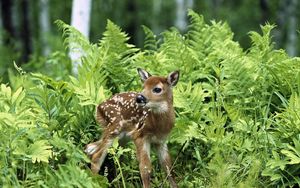 Preview wallpaper fawn, brindle, grass