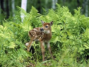 Preview wallpaper fawn, brindle, grass