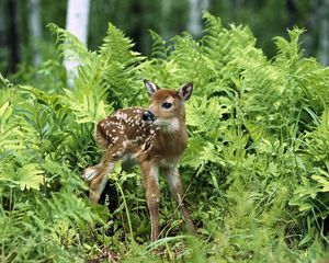 Preview wallpaper fawn, brindle, grass