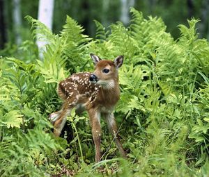 Preview wallpaper fawn, brindle, grass