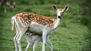 Preview wallpaper fawn, brindle, grass, baby