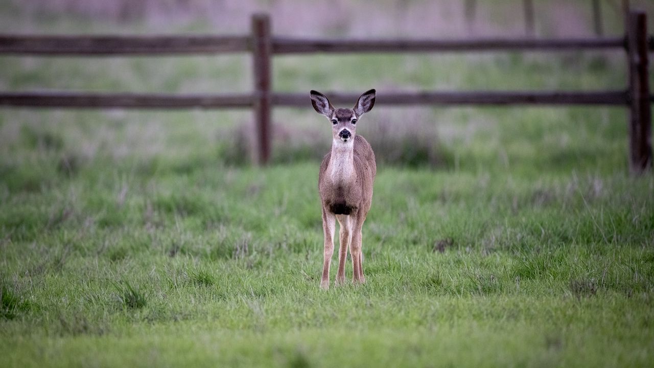 Wallpaper fawn, cub, animal, grass, wildlife