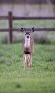 Preview wallpaper fawn, cub, animal, grass, wildlife