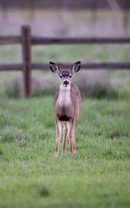 Preview wallpaper fawn, cub, animal, grass, wildlife