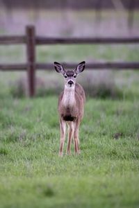 Preview wallpaper fawn, cub, animal, grass, wildlife