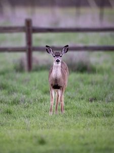 Preview wallpaper fawn, cub, animal, grass, wildlife