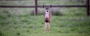 Preview wallpaper fawn, cub, animal, grass, wildlife