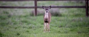 Preview wallpaper fawn, cub, animal, grass, wildlife