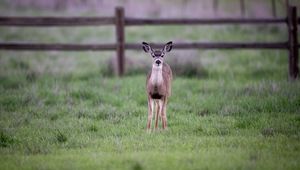 Preview wallpaper fawn, cub, animal, grass, wildlife