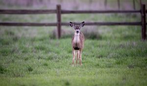 Preview wallpaper fawn, cub, animal, grass, wildlife
