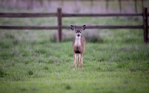 Preview wallpaper fawn, cub, animal, grass, wildlife