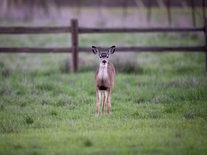 Preview wallpaper fawn, cub, animal, grass, wildlife