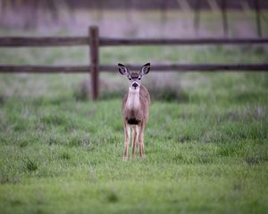 Preview wallpaper fawn, cub, animal, grass, wildlife