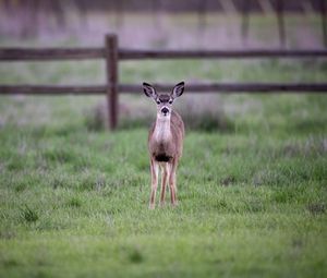 Preview wallpaper fawn, cub, animal, grass, wildlife