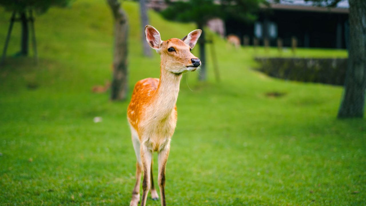 Wallpaper fawn, cub, lawn, grass