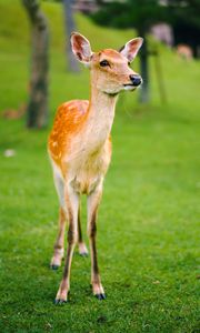 Preview wallpaper fawn, cub, lawn, grass