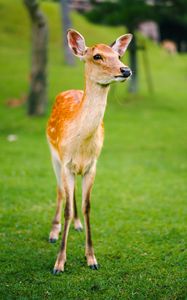 Preview wallpaper fawn, cub, lawn, grass