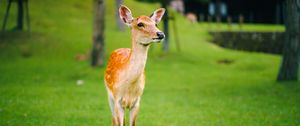 Preview wallpaper fawn, cub, lawn, grass