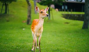 Preview wallpaper fawn, cub, lawn, grass