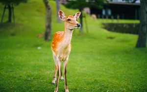 Preview wallpaper fawn, cub, lawn, grass