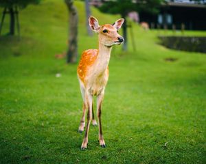 Preview wallpaper fawn, cub, lawn, grass