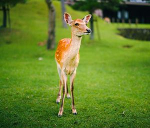 Preview wallpaper fawn, cub, lawn, grass