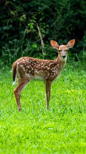 Preview wallpaper fawn, wild animal, cute, grass, trees