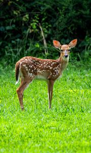 Preview wallpaper fawn, wild animal, cute, grass, trees