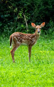 Preview wallpaper fawn, wild animal, cute, grass, trees