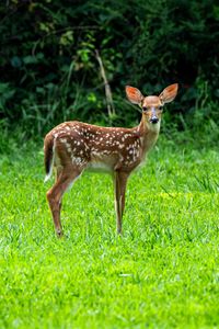 Preview wallpaper fawn, wild animal, cute, grass, trees