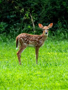 Preview wallpaper fawn, wild animal, cute, grass, trees