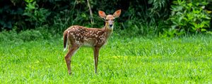 Preview wallpaper fawn, wild animal, cute, grass, trees