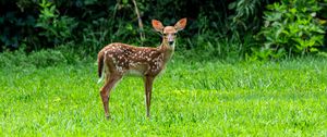 Preview wallpaper fawn, wild animal, cute, grass, trees