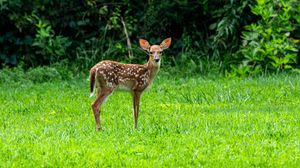 Preview wallpaper fawn, wild animal, cute, grass, trees