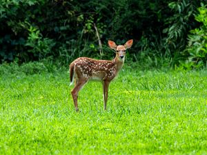 Preview wallpaper fawn, wild animal, cute, grass, trees