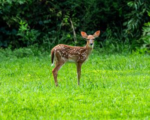 Preview wallpaper fawn, wild animal, cute, grass, trees