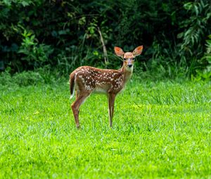 Preview wallpaper fawn, wild animal, cute, grass, trees