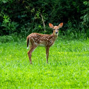 Preview wallpaper fawn, wild animal, cute, grass, trees