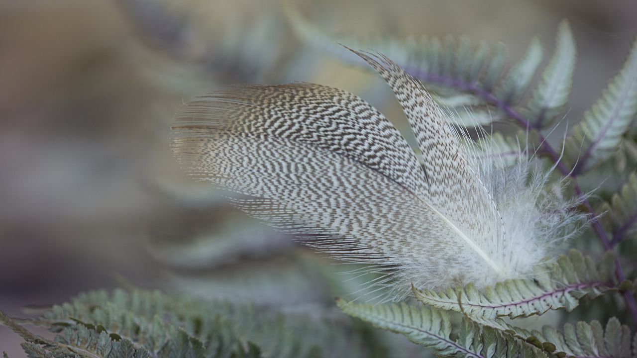 Wallpaper feather, bird, leaves, macro