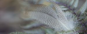 Preview wallpaper feather, bird, leaves, macro