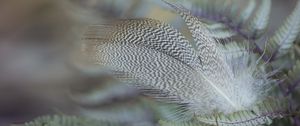 Preview wallpaper feather, bird, leaves, macro