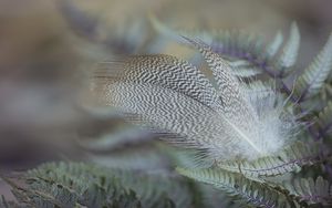 Preview wallpaper feather, bird, leaves, macro
