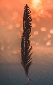 Preview wallpaper feather, black, bokeh, blur, glare