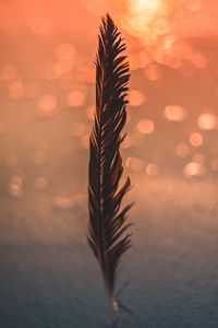 Preview wallpaper feather, black, bokeh, blur, glare